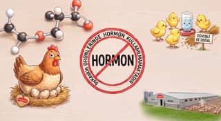 Piliç Üretiminde Hormon Kullanılıyor mu?